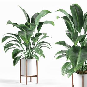 3D Plant
